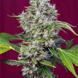 3 UND FEM - SAN FERNANDO LEMON KUSH ﾮ * SWEET SEEDS 3 UND FEMINIZADAS