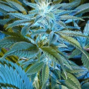 5 UND REG - SANDSTORM * CANNABIOGEN 5 UND REG