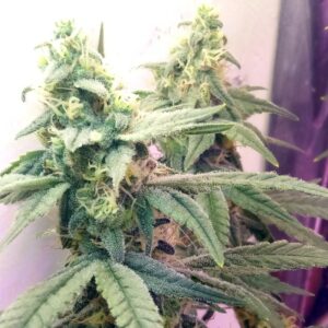 5 UND REG - SANGRIA * SUBCOOL THE DANK 5 UND REGULARES