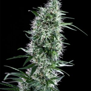 25 UND FEM - SANTA BILBO * GENEHTIK SEEDS FEMINIZADA 25 UND