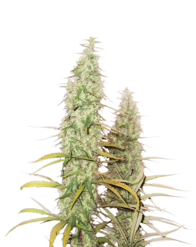3 UND FEM - SANTA MARTA HAZE AUTO * SEEDSTOCKERS 3 UND FEMINIZADAS