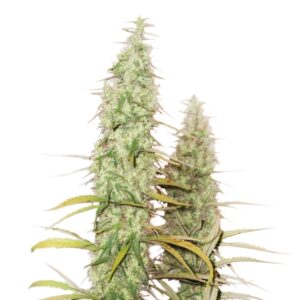 25 UND FEM - SANTA MARTA HAZE AUTO * SEEDSTOCKERS 25 UND FEMINIZADAS