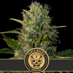 9 UND FEM - SANTA MUERTE * BLIMBURN SEEDS 9 UND FEMINIZADAS