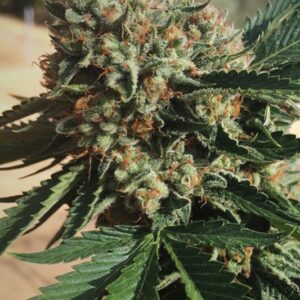 5 UND FEM - SAPPHIRE OG 100% * HUMBOLDT 5 UND FEMINIZADAS