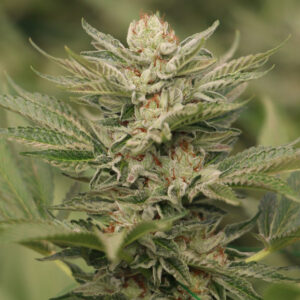 3 UND FEM - SAPPHIRE SCOUT 100% * HUMBOLDT 3 UND FEMINIZADAS