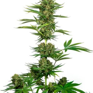 10 UND FEM - SATIN BLACK DOMINA CBD ﾮ * SENSI SEEDS FEMINIZADA 10 UND