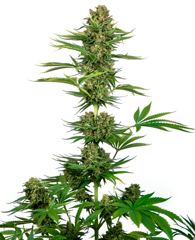 1 UND FEM - SATIN BLACK DOMINA CBD * SENSI SEEDS FEMINIZADA 1 UND