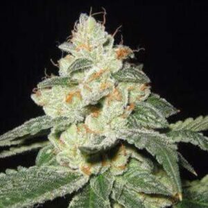 1 UND FEM - SATIVA DES ROIS * FRENCH TOUCH SEEDS  FEMINIZADA 1 UND