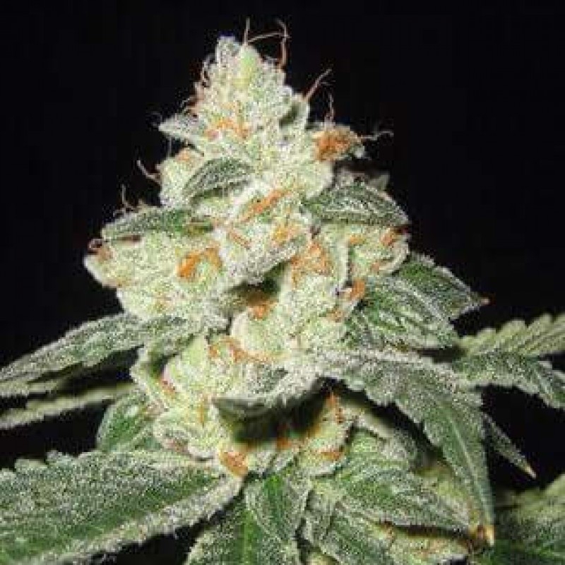 3 UND FEM - SATIVA DES ROIS * FRENCH TOUCH SEEDS  FEMINIZADA 3 UND