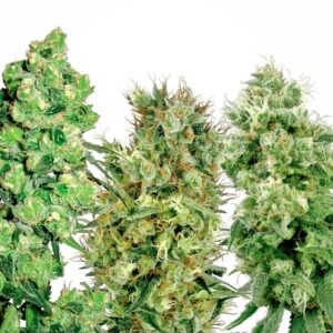 10 UND FEM- SATIVA MIX  * SENSI WHITE LABEL 10 UND FEMINIZADAS