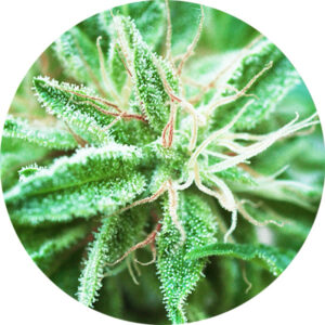10 UND REG - SATIVA SAMADHI * TOP TAO SEEDS 10 UND REGULARES