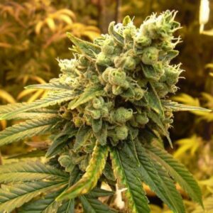 5 UND FEM - SOUR DIESEL * NIRVANA 5 UND FEMINIZADAS