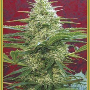50 UND REG - SATORI * MANDALA SEEDS 50 UND REGULARES