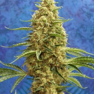 10 UND REG - SATORI * MANDALA SEEDS 10 UND REGULARES
