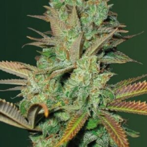 3 UND FEM - SEEMANGO * VICTORY SEEDS FEMINIZADA 3 UND