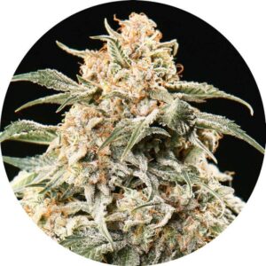 6 UND REG - SEMI AUTO MIX * TOP TAO SEEDS 6 UND REGULARES