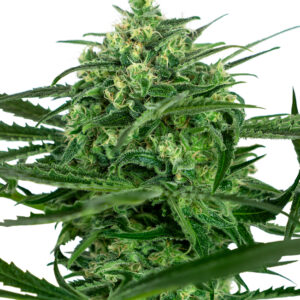 5 UND FEM - SENSI AMNESIA FEMINIZADA * SENSI SEEDS FEMINIZADA 5 UND