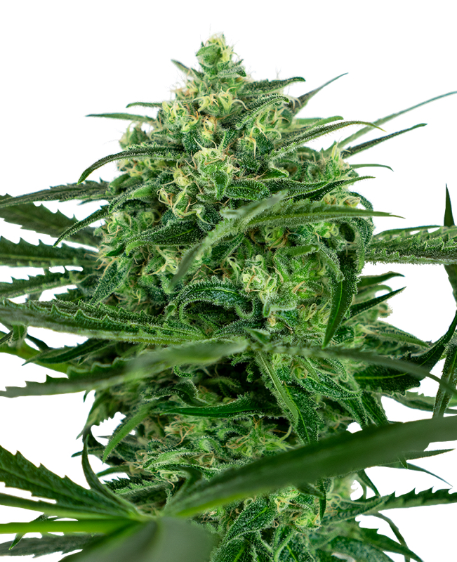3 UND FEM - SENSI AMNESIA FEMINIZADA * SENSI SEEDS 3 UND FEMINIZADAS