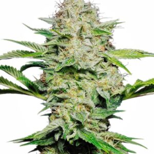 1 UND FEM - SENSI SKUNK AUTOMATIC * SENSI SEEDS FEMINIZADA 1 UND