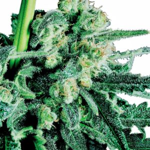 10 UND REG - SENSI SKUNK ﾮ * SENSI SEEDS 10 UND REG