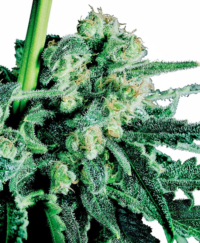 5 UND FEM - SENSI SKUNK ﾮ * SENSI SEEDS FEMINIZADA 5 UND