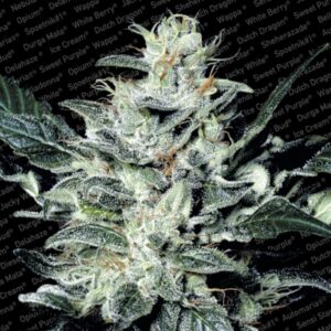 3 UND FEM - SENSI STAR * PARADISE SEEDS 3 UND FEMINIZADAS
