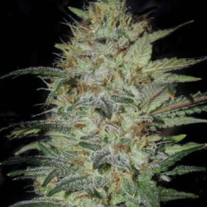 10 UND FEM - SENSIBLE STAR * BULK SEED 10 UND FEM