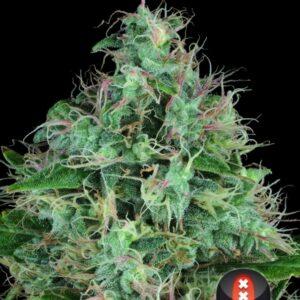 6 UND FEM - SERIOUS SIX * SERIOUS SEEDS 6 UND FEMINIZADAS