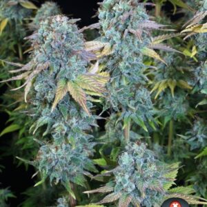 6 UND FEM - SERIOUS HAPPINESS * SERIOUS SEEDS 6 UND FEMINIZADAS