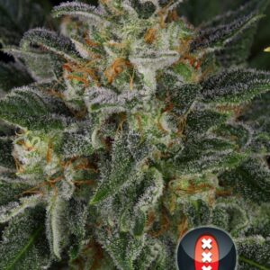 6 UND FEM - SERIOUS KUSH * SERIOUS SEEDS 6 UND FEMINIZADAS