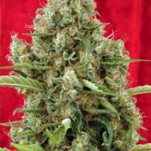 15 UND REG - SESSION * REGGAE SEEDS 15 UND REGULARES