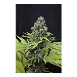 5 UND FEM - SHARK SHOCK  * CBD CREW SEEDS 5 UND FEMINIZADAS