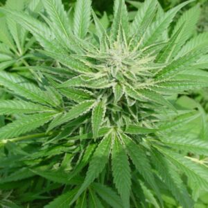 15 UND REG - SHARK SHOCK  * MR NICE NATURAL 15 UND REG