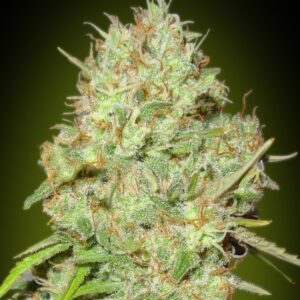 3 UND FEM - SHARK WIDOW * ADVANCED SEEDS 3 UND FEM