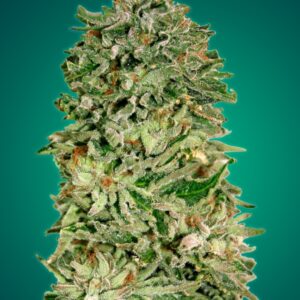 1 UND FEM - SHARK WIDOW CBD * ADVANCED SEEDS 1 UND FEM