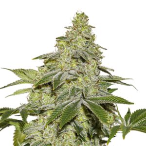 25 UND FEM - SHERBET AUTO * SEEDSTOCKERS 25 UND FEMINIZADAS