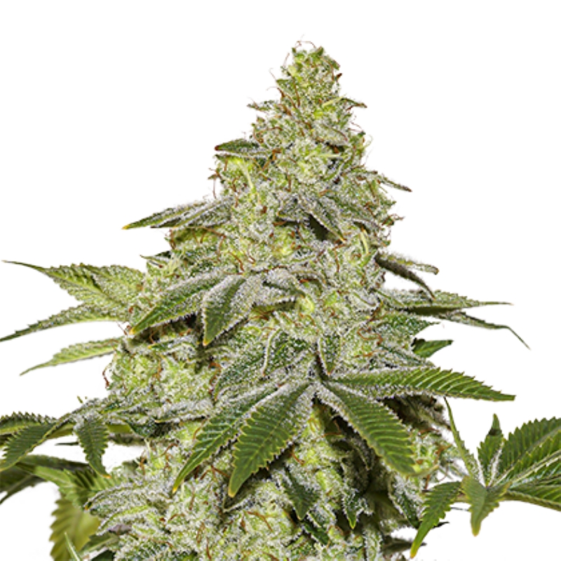 250 UND FEM - SHERBET AUTO * SEEDSTOCKERS 250 UND FEMINIZADAS