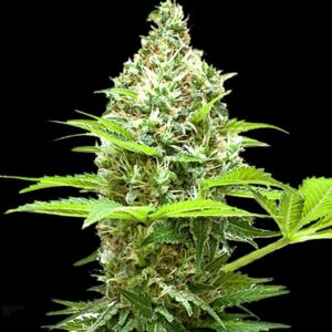 10 UND FEM - SHERBET POWER * BULK SEED 10 UND FEM
