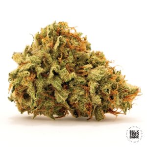 100 UND FEM - SHERBET POWER * BULK SEED 100 UND FEM