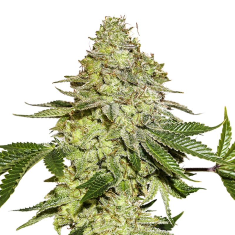 100 UND FEM - SHERBET * SEEDSTOCKERS 100 UND FEMINIZADAS