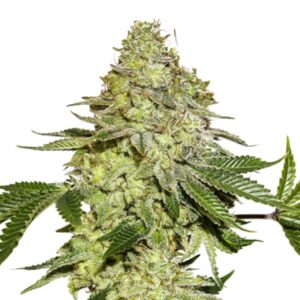 250 UND FEM - SHERBET * SEEDSTOCKERS 250 UND FEMINIZADAS