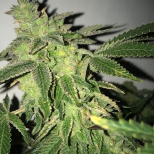 5 UND FEM - SHILOH Z * T.H. SEEDS 5 UND FEMINIZADAS