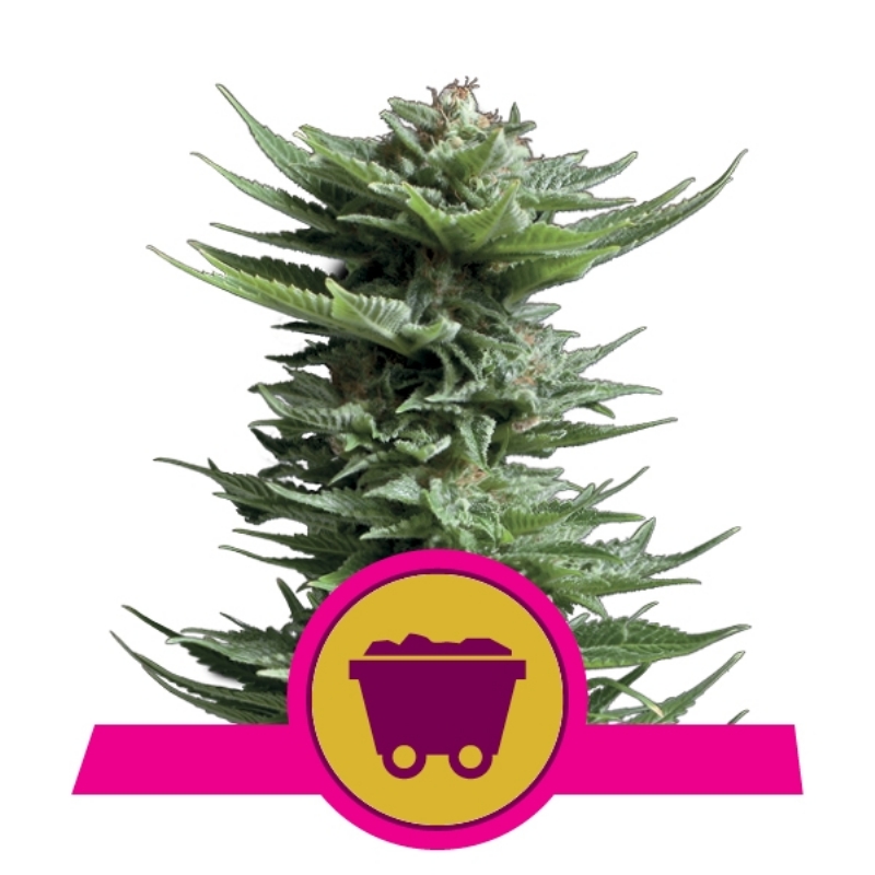 100 UND FEM - SHINING SILVER HAZE  * ROYAL QUEEN 100 UND FEMINIZADAS