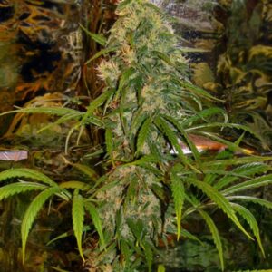 15 UND REG - SHIT * MR NICE NATURAL 15 UND REG