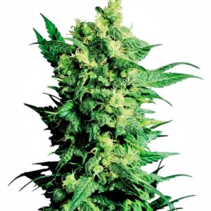 10 UND REG - SHIVA SHANTI II ﾮ * SENSI SEEDS 10 UND REG