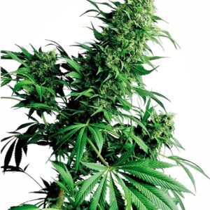 10 UND REG - SHIVA SHANTI ﾮ * SENSI SEEDS 10 UND REG