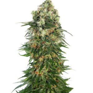 10 UND FEM - SHIVA SKUNK AUTOMATIC * SENSI SEEDS 10 UND FEMINIZADAS