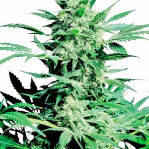 10 UND REG - SHIVA SKUNK ﾮ  * SENSI SEEDS 10 UND REG