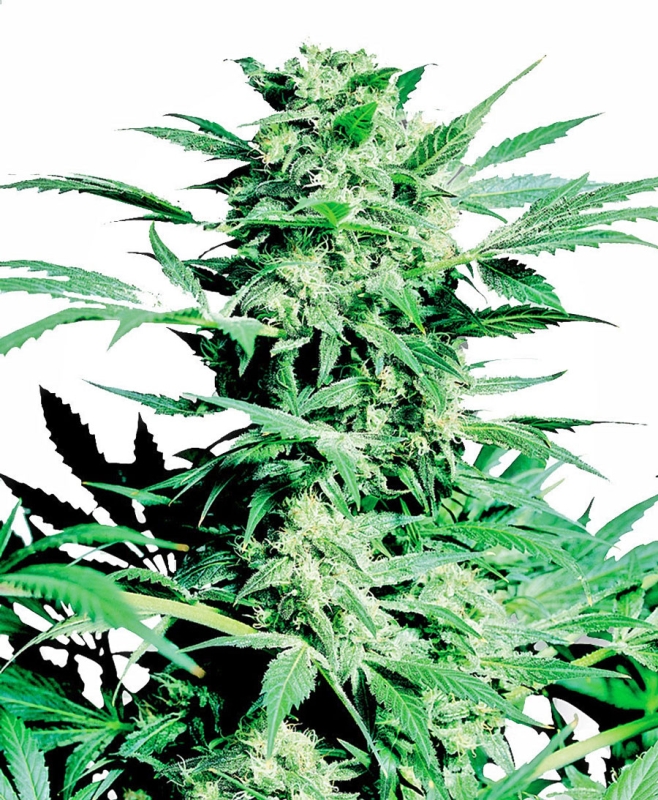 10 UND REG - SHIVA SKUNK ﾮ  * SENSI SEEDS 10 UND REG