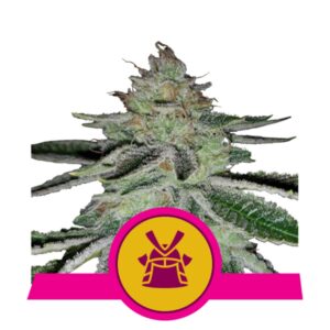 3 UND FEM - SHOGUN * ROYAL QUEEN 3 UND FEMINIZADA